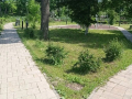 В Петровском парке привели газоны в порядок