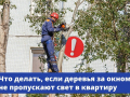 Полумрак в квартире даже в солнечный день и переплата за электричество: раскидистое дерево перед окном может превратиться в проблему